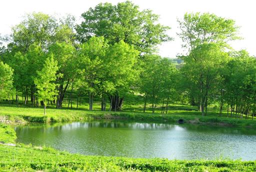 5 PONDS!