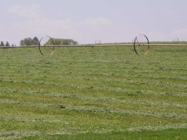 Irrigated Alfalfa