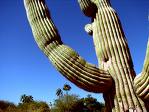 Arizona Cactus